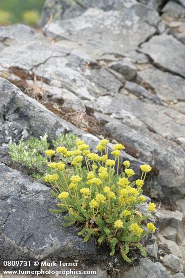 Ivesia gordonii