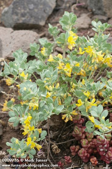 Lotus nevadensis