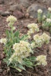 Varied-leaf Phacelia