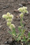 Varied-leaf Phacelia