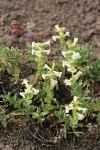 Hot Rock Penstemon