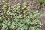 Nevada Deervetch