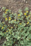 Nevada Deervetch