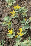 Nevada Deervetch blossoms & foliage