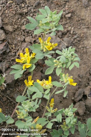 Lotus nevadensis