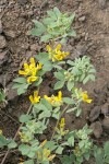 Nevada Deervetch blossoms & foliage