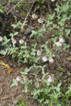 Shasta Clover