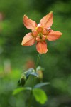 Red Columbine blossom