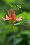 Red Columbine blossom