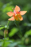 Red Columbine blossom