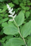 Large False Solomon's Seal