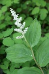 Large False Solomon's Seal