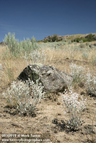 Eriogonum niveum