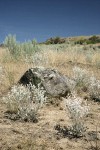 Snow Buckwheat w/ lichen-covered basalt boulder