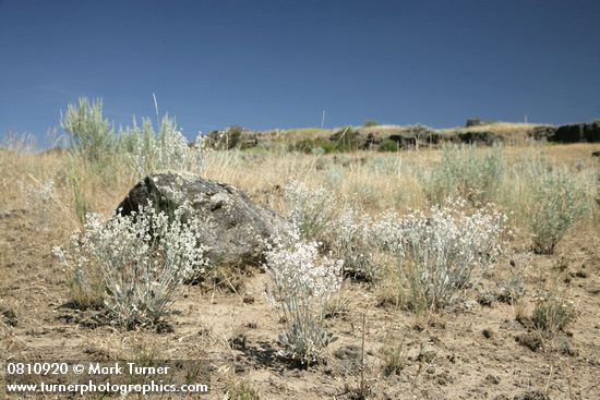 Eriogonum niveum