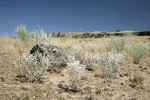 Snow Buckwheat w/ lichen-covered basalt boulder