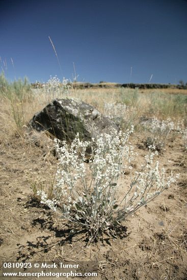 Eriogonum niveum