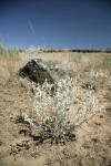 Snow Buckwheat w/ lichen-covered basalt boulder