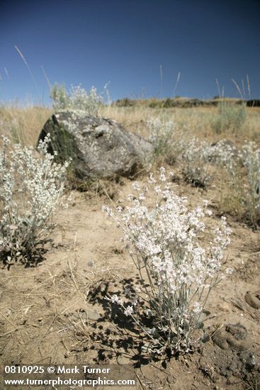 Eriogonum niveum