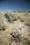 Snow Buckwheat w/ lichen-covered basalt boulder