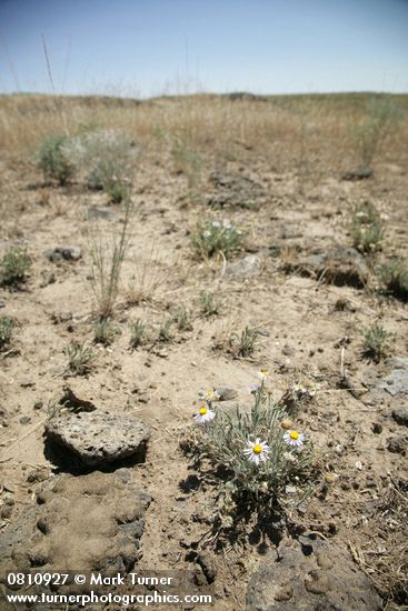 Erigeron filifolius