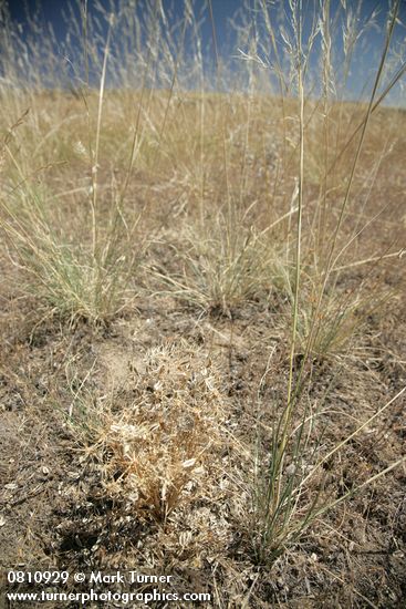 Lomatium sp.