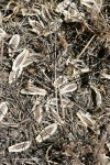 Desert Parsley seeds fallen on ground