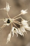 Tapertip Onion dry flowers w/ seeds