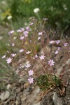 Columbia Lewisia