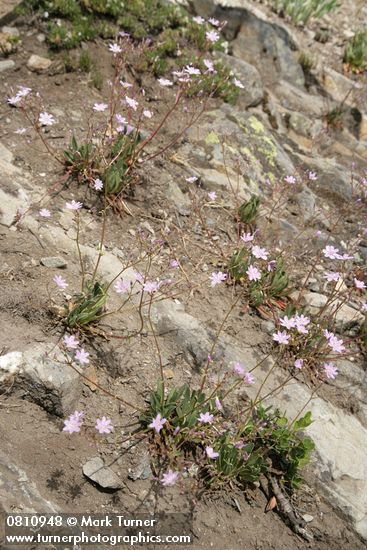 Lewisia columbiana