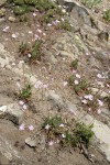 Columbia Lewisia