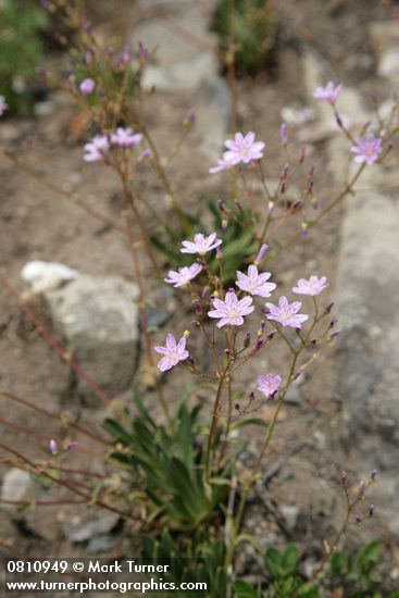 Lewisia columbiana