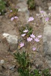 Columbia Lewisia