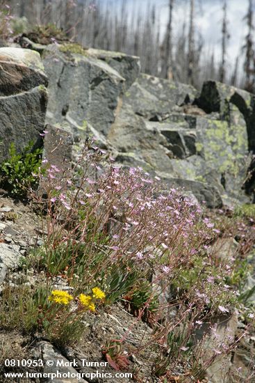 Lewisia columbiana; Sedum divergens