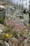 Columbia Lewisia w/ Spreading Stonecrop