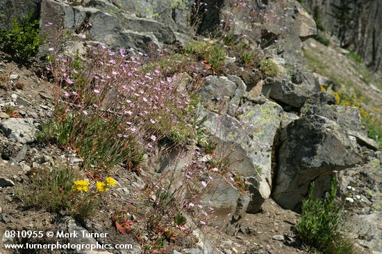 Lewisia columbiana; Sedum divergens