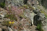 Columbia Lewisia w/ Spreading Stonecrop