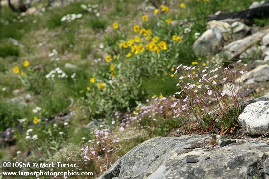 Lewisia columbiana