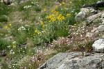 Columbia Lewisia w/ Balsamroot & Yarrow soft bkgnd