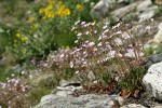 Columbia Lewisia w/ Balsamroot soft bkgnd