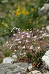 Columbia Lewisia w/ Balsamroot soft bkgnd