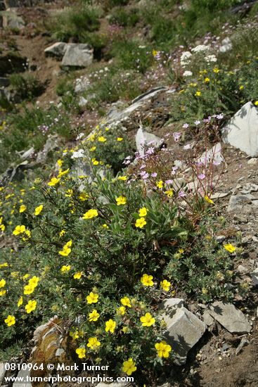 Dasiphora floribunda; Lewisia columbiana