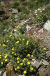 Shrubby Cinquefoil w/ Columbia Lewisia