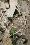 Columbia Lewisia in basalt crack