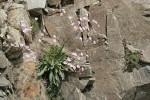 Columbia Lewisia in basalt crack
