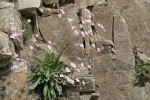 Columbia Lewisia in basalt crack