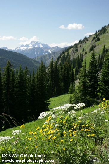 Arnica latifolia; Heracleum maximum