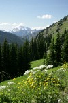 Mountain Arnica & Cow Parsnips in subalpine meadow w/ mountains bkgnd