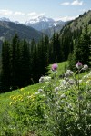 Indian Thistle & Mountain Arnica in subalpine meadow w/ mountains bkgnd