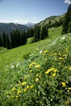 Mountain Arnica & Cow Parsnips in subalpine meadow w/ mountains bkgnd
